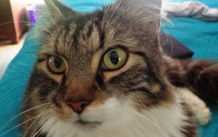 cat - long haired tabby